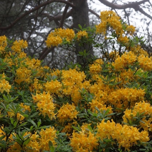 Rhododendron luteum